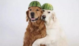 娱乐吃瓜酱金毛,吃瓜酱带你领略娱乐圈的欢乐瞬间