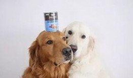 娱乐吃瓜酱金毛,吃瓜酱带你领略娱乐圈的欢乐瞬间