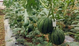 五一全网吃瓜更新最快