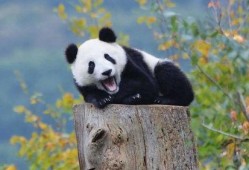 娱乐吃瓜大熊猫视频大全,萌态百出，欢乐无限