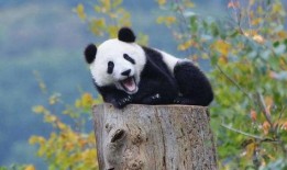 娱乐吃瓜大熊猫视频大全,萌态百出，欢乐无限