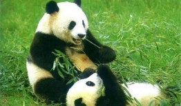 娱乐吃瓜大熊猫视频大全,萌态百出，欢乐无限